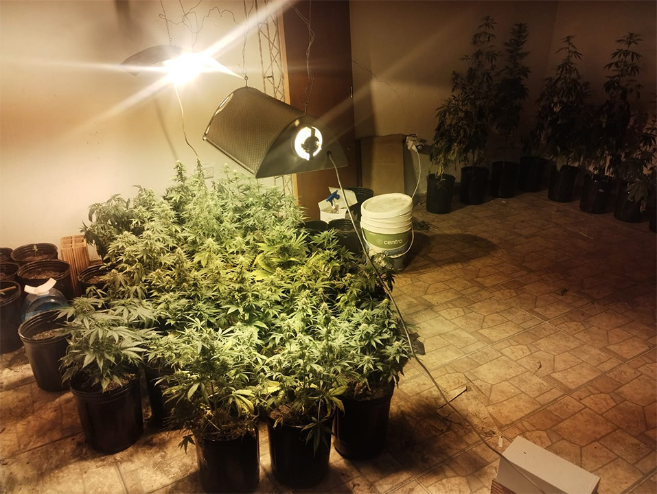 En Paraná la Policía secuestró 36 plantas de marihuana.