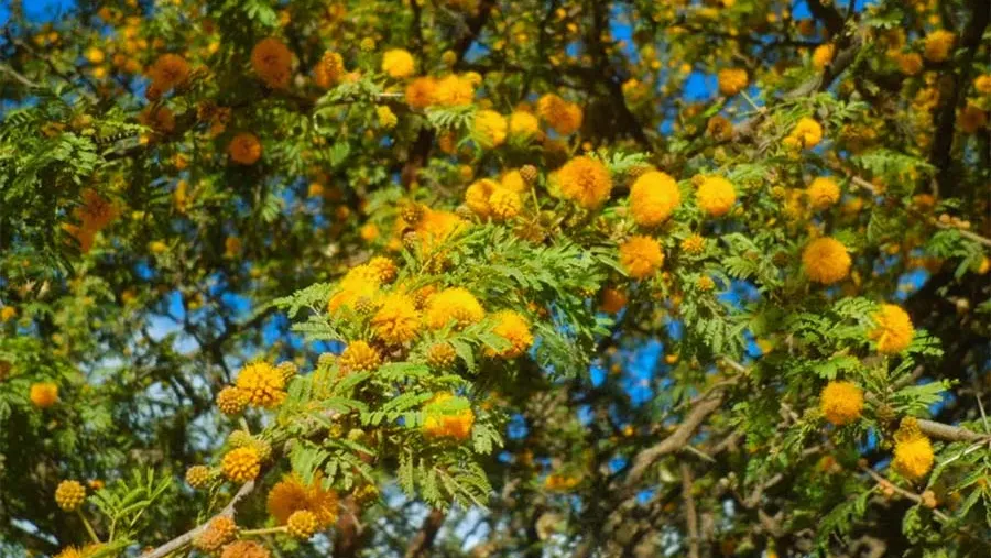 Este 28 de julio se celebra el Día del Árbol Entrerriano, fecha instaurada en 1901 a través de la Ley 1.476. Este 28 de julio se celebra el Día del Árbol Entrerriano, fecha instaurada en 1901 a través de la Ley 1.476.