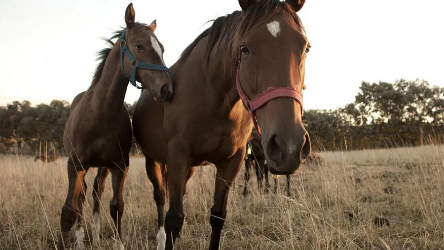 En Gualeguaychú y en Gualeguay se detectaron dos casos de encefalitis equina y ambos pacientes tuvieron su alta médica. En Gualeguaychú y en Gualeguay se detectaron dos casos de encefalitis equina y ambos pacientes tuvieron su alta médica.