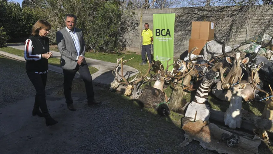 Miles de trofeos de caza provenientes del tráfico de fauna silvestre fueron destruidos. Miles de trofeos de caza provenientes del tráfico de fauna silvestre fueron destruidos.