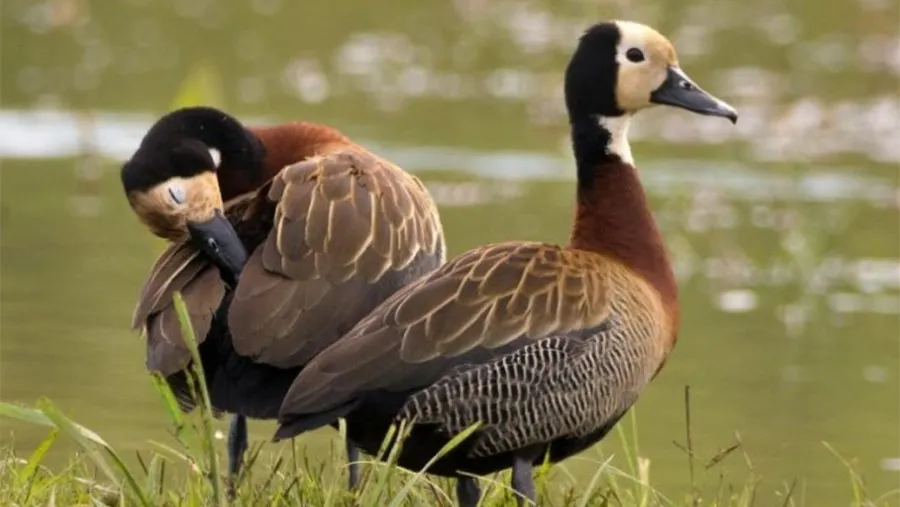 Entidades ambientalistas piden que el gobierno provincial suspenda por 5 años la caza de aves silvestres en Entre Ríos. Entidades ambientalistas piden que el gobierno provincial suspenda por 5 años la caza de aves silvestres en Entre Ríos.