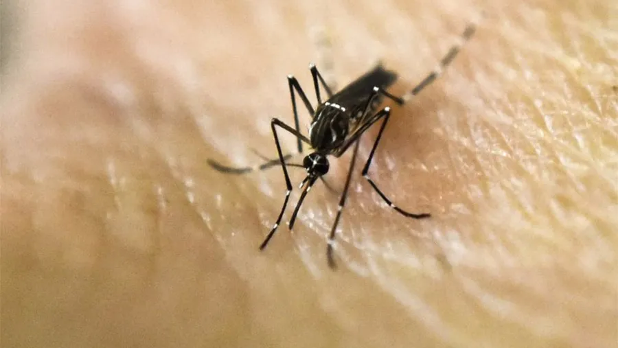 La mayor parte de los infectados contrajo el virus dentro del país y la cifra de contagios de Dengue aumentó en las últimas semanas. La mayor parte de los infectados contrajo el virus dentro del país y la cifra de contagios de Dengue aumentó en las últimas semanas.