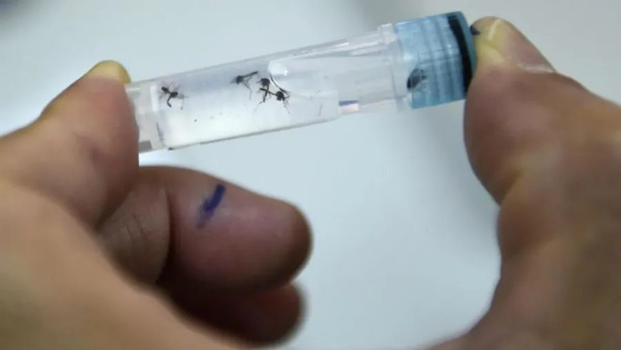 dengue mosquitos