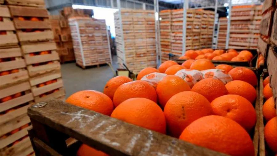 Naranjas