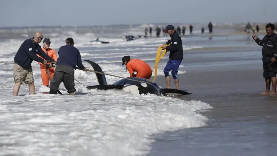 Rescataron a 6 de 7 orcas que habían encallado en Mar Chiquita