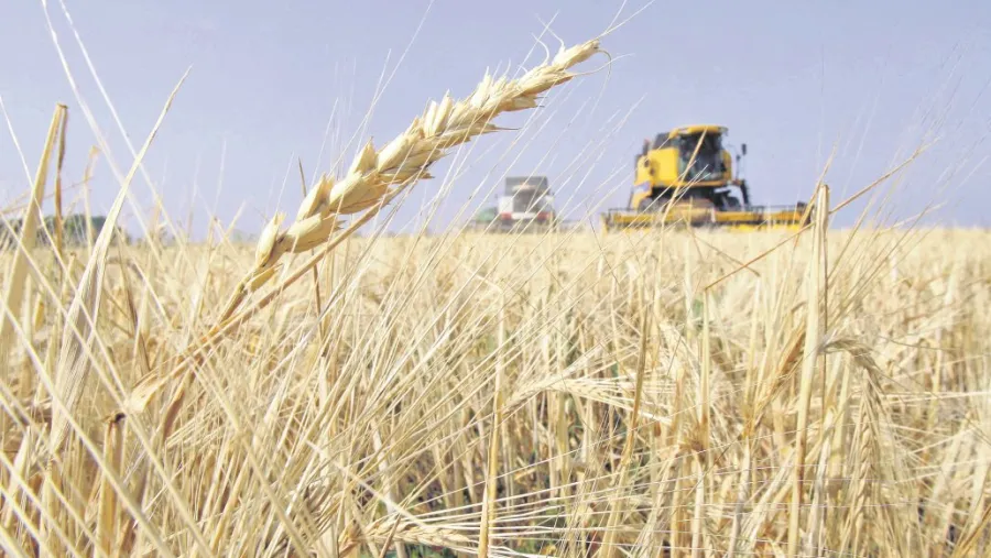 En la campaña 19/20 creció el área sembrada en la provincia pero cayó la producción En la campaña 19/20 creció el área sembrada en la provincia pero cayó la producción
