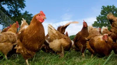 Pollo de Campo