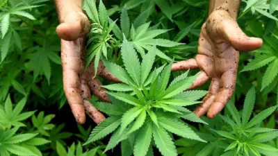 Cultivo para consumo personal