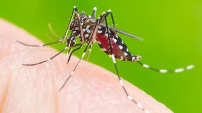 Dengue