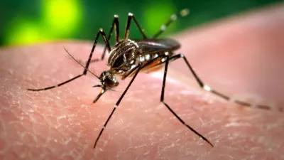 Aedes Aeyipti