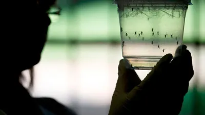 dengue