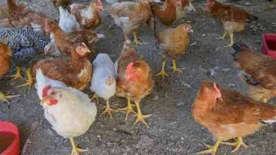 El Senasa informó los análisis diagnosticados por su Laboratorio Nacional a muestras enviadas desde las distintas provincias y en Entre Río detectó un caso.