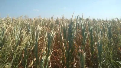 cultivo