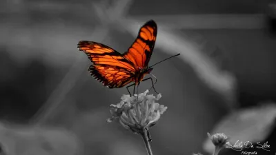 Mariposas