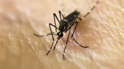 Mosquito