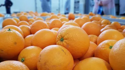Cítricos