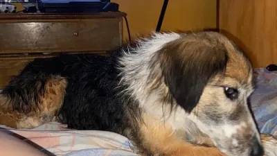 Una red de voluntarios para localizar mascotas extraviadas se conformó en Paraná.