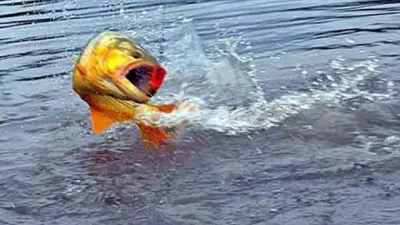pesca río