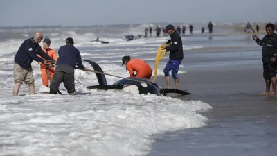 Rescataron a 6 de 7 orcas que habían encallado en Mar Chiquita