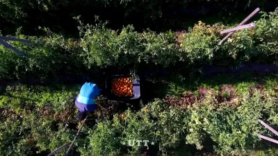 UTT