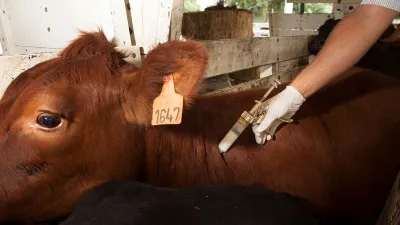 Senasa realizará un simulacro de fiebre aftosa en Entre Ríos